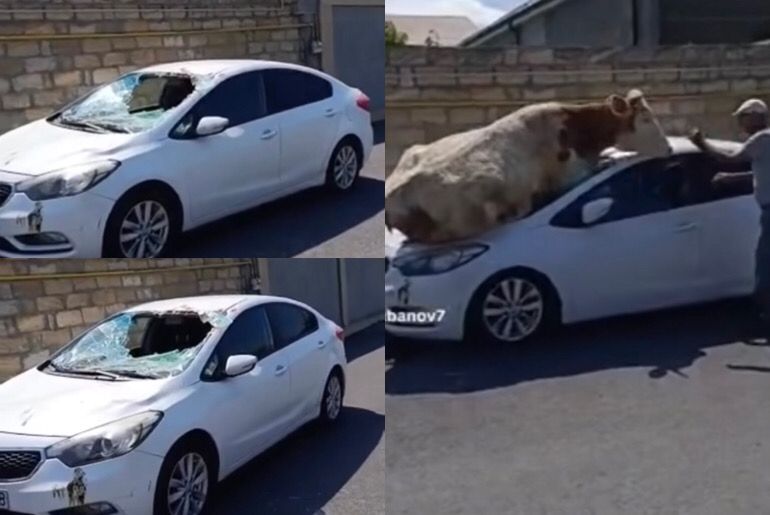 An image showing a cow ontop a car.