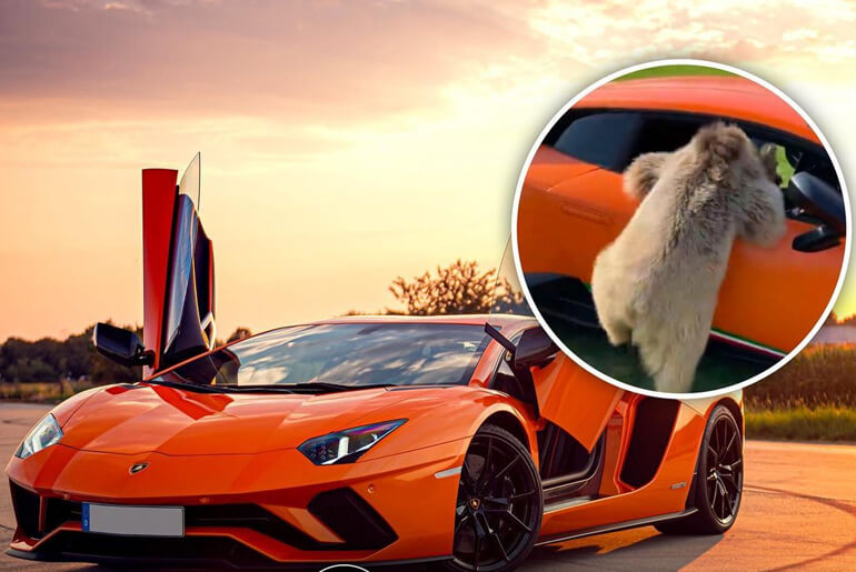 The Moment A Lamborghini Owner’s Pet Bear Tears Off Lamborghini Door worth millions